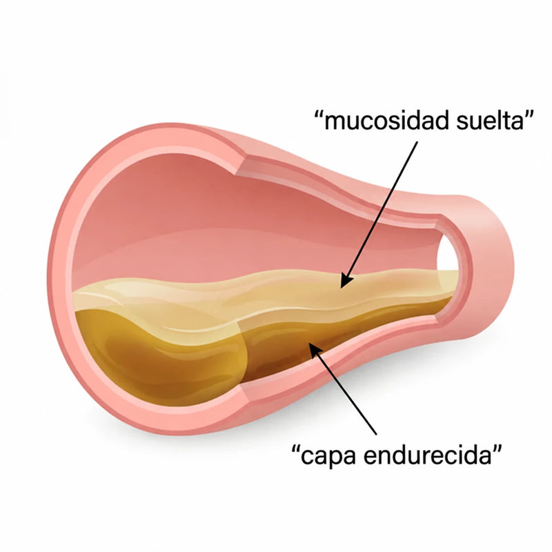 Las dos capas de mucosidad